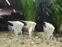 Skalary Albino red eyes