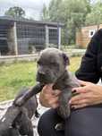 Suczka cane corso