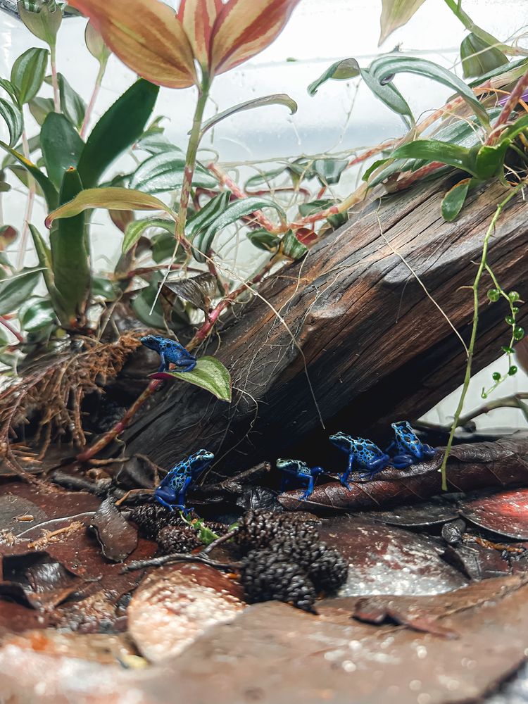 Terrários à medida, Rãs Dendrobates e Répteis