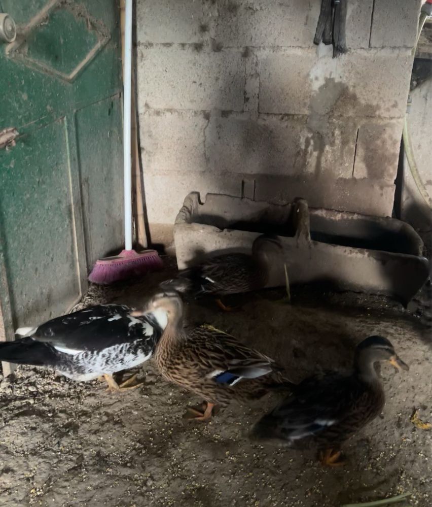 Pato bravo até 10 patos