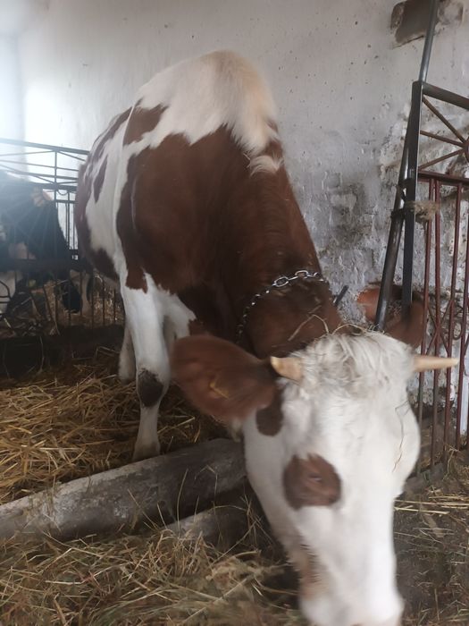 Jałówka brązowa simental