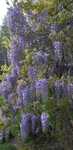 Pnącze kwitnące Wisteria, Glicynia Chińska