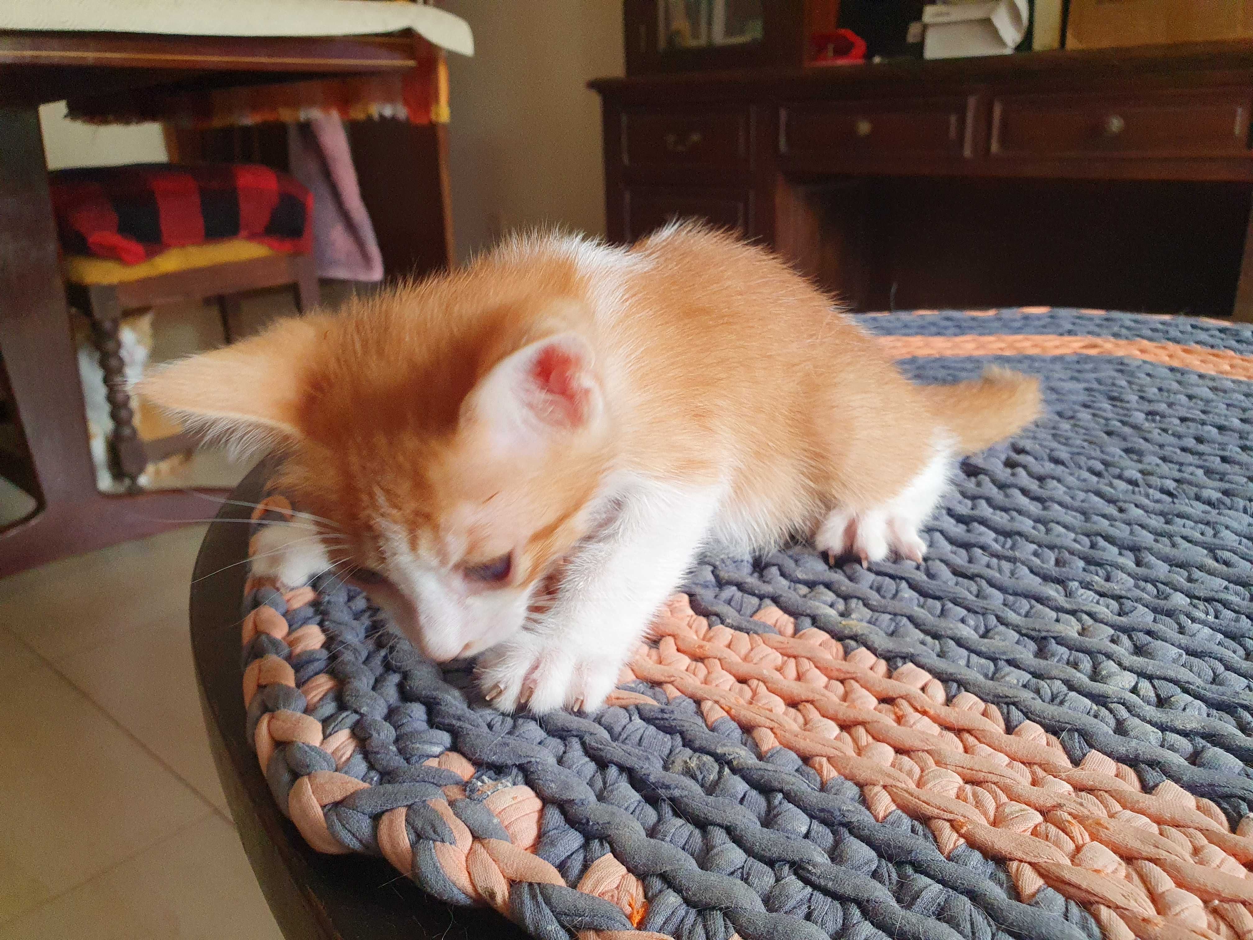 Gatinhos para adopção responsável