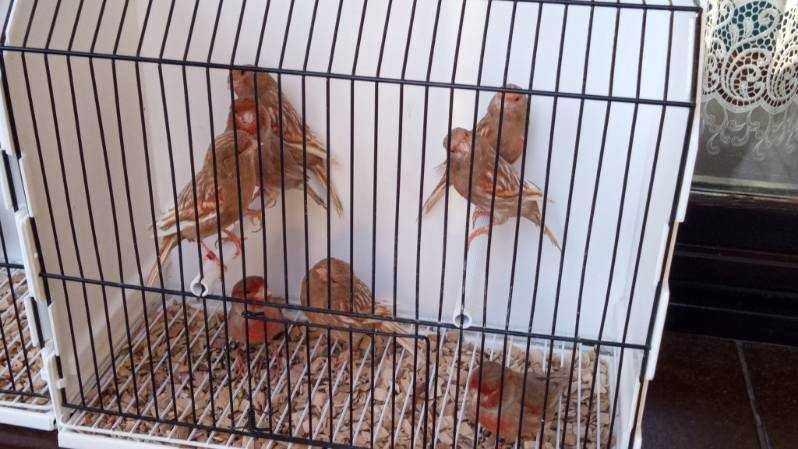 Kanarki Pheo mozaika czerwona 2024 i 2025