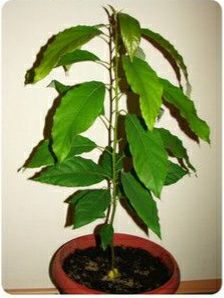 Авокадо у вазоні