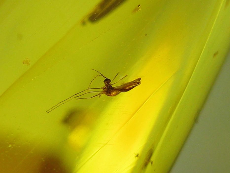 Чудовий подарунок.Янтарь натуральный 28,4 грамма с насекомым внутри