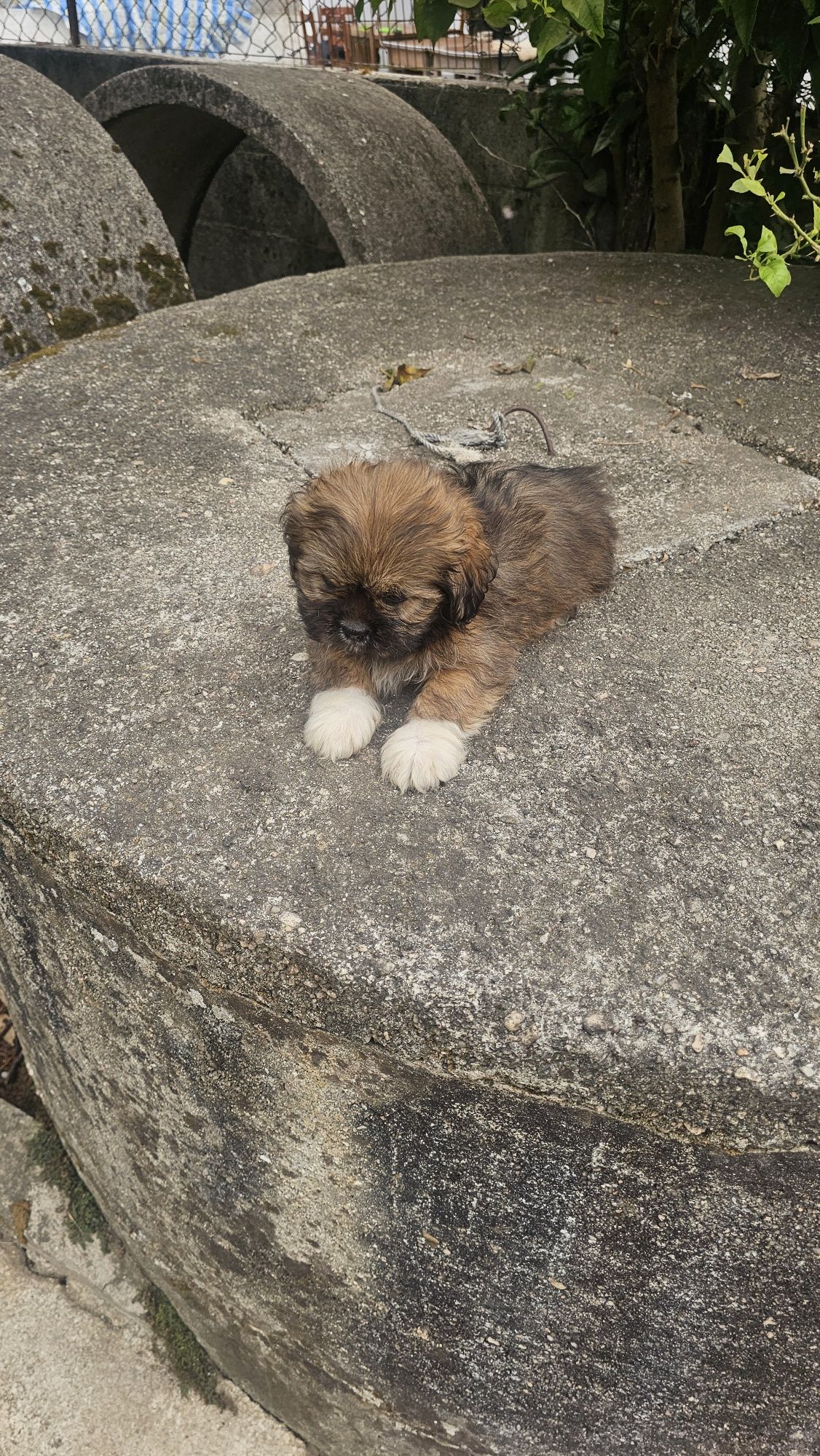 Shih tzu fêmea macho