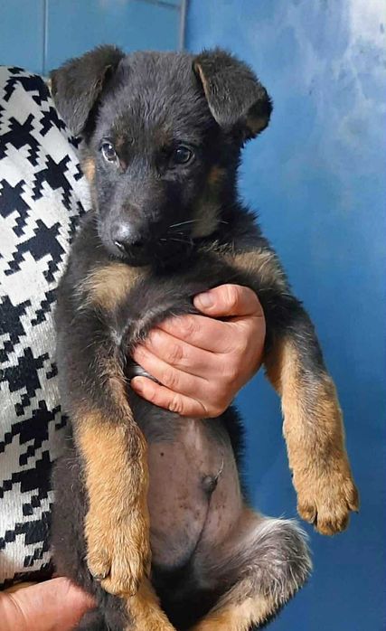 Цуценя Німецької вівчарки.Залишився один хлопчик!!!