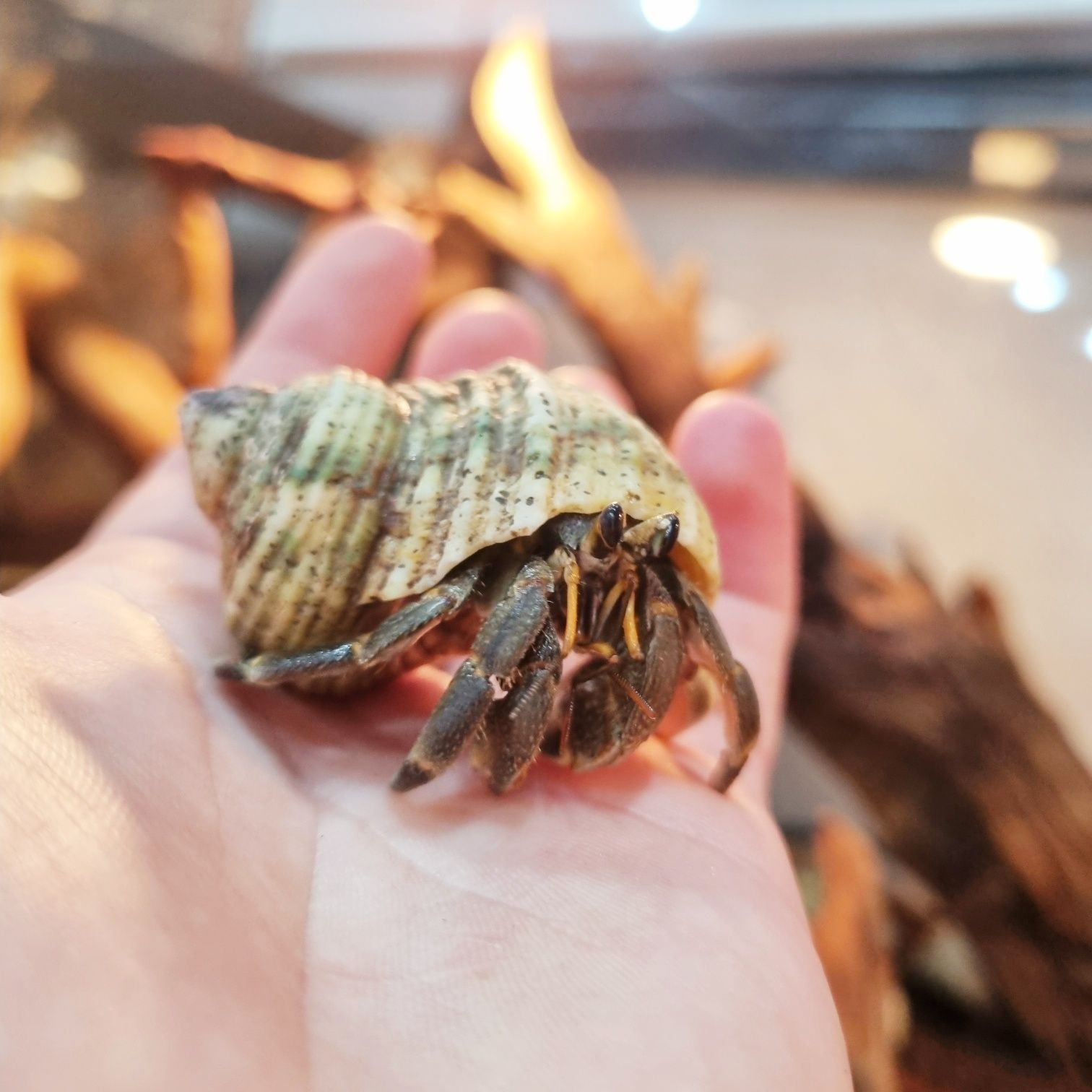 Krab pustelnik ceneobita rugosus