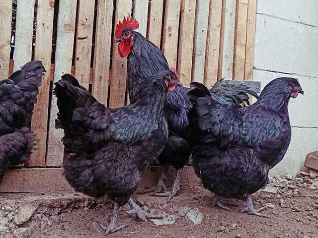 Інкубаційне яйце.(Курчата) Джерсійський гігант - чорний, блакитний.