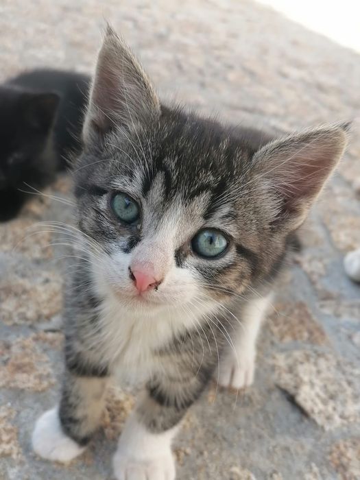 Gatinha pretinha para dar
