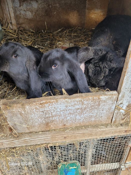 Króliki młode baran francuski