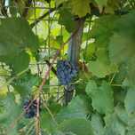Winogrono idealne na wino oraz soki