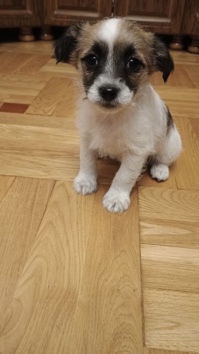 Szczenięta szukają domu