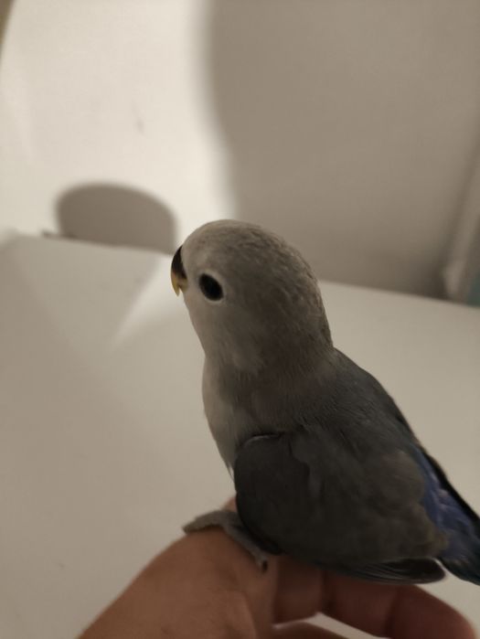 Rosicollers criados a mão