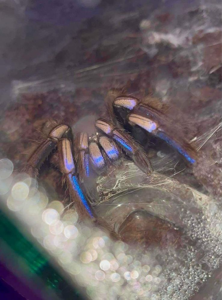 Chilobrachys Natanicharum ex sp. electric blue