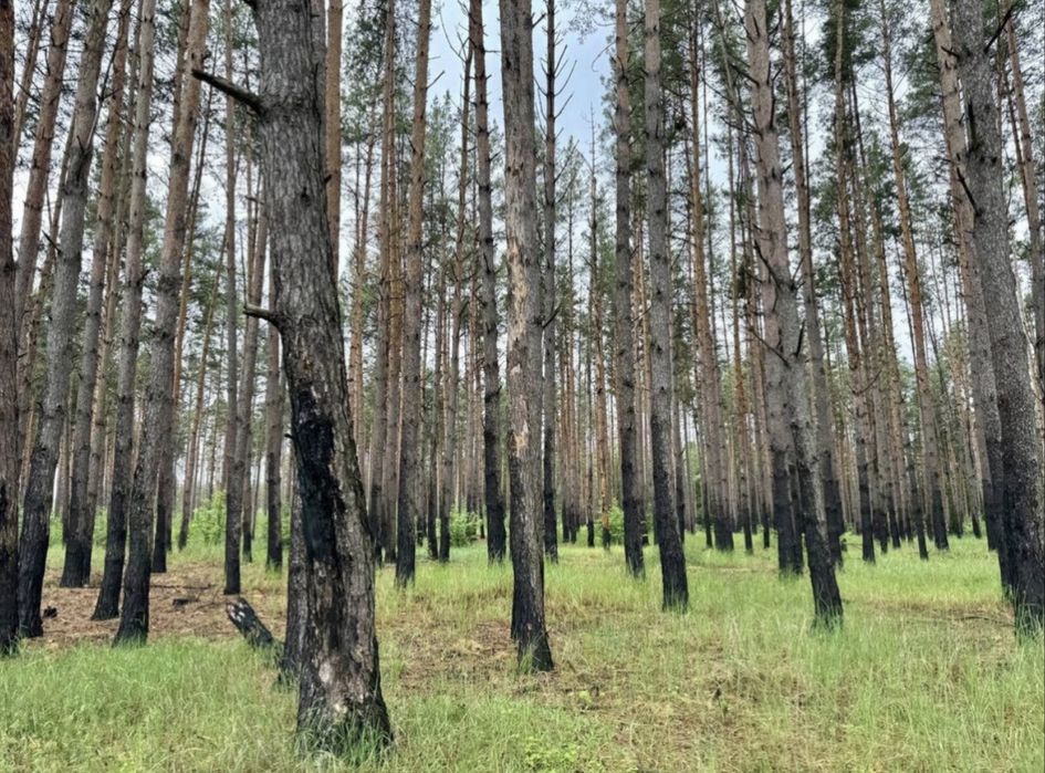 Заліснений масив! Садівництво