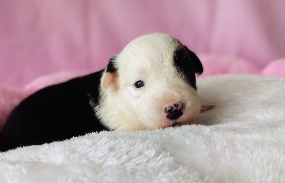 Border Collie suczka Mona