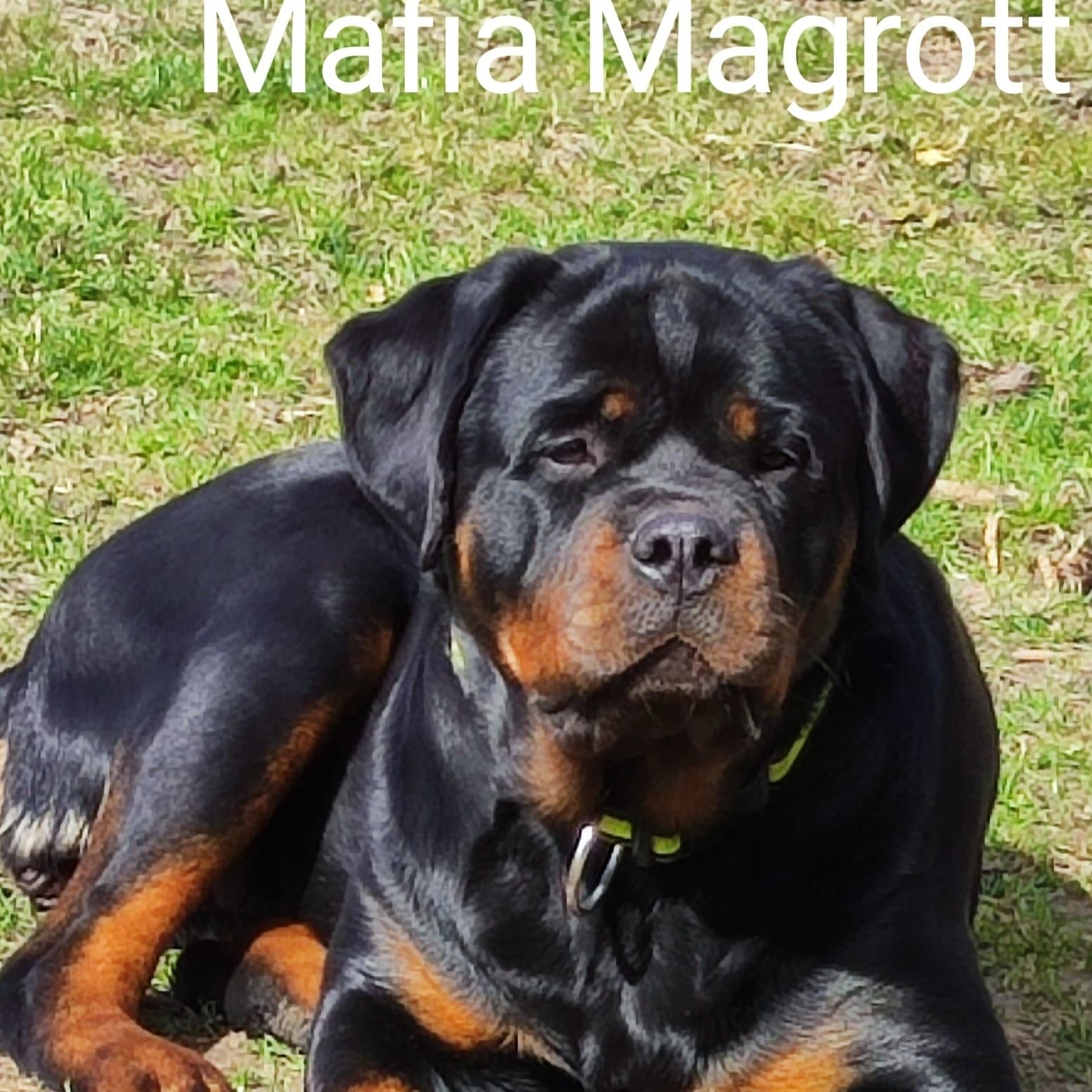 Rottweiler szczeniak do rezerwacji