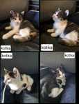 Kotki do adopcji