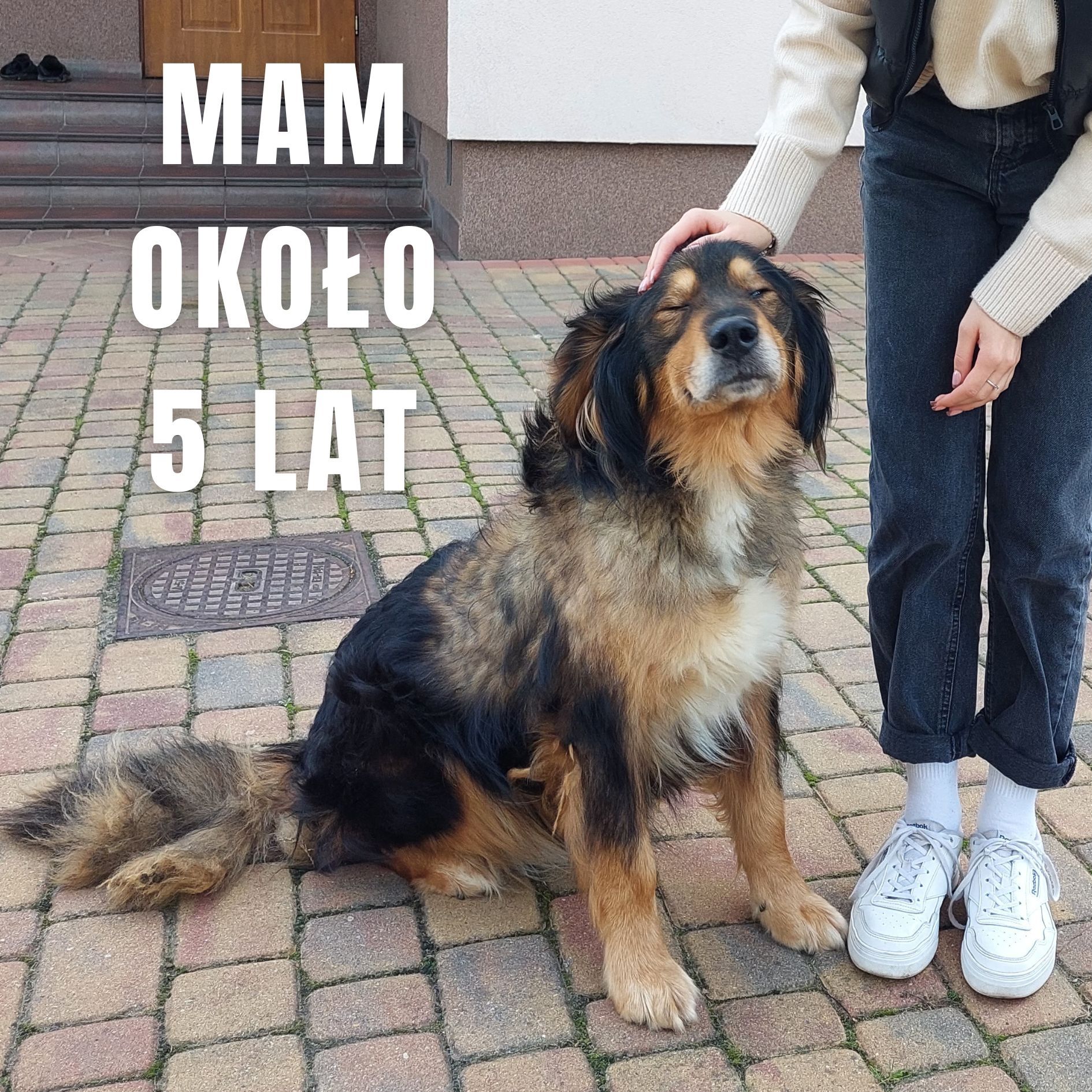 Pies szuka kochającego domu Oddam psa w dobre ręce