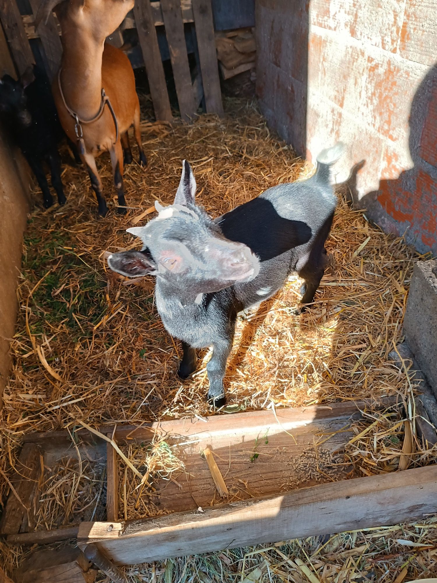 Casal cabras anãs