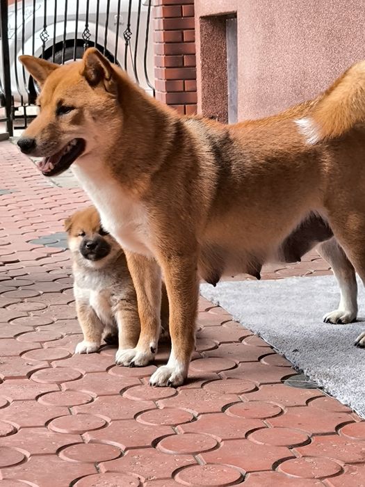 Shiba Inu pieski i suczki ZKwP/FCI