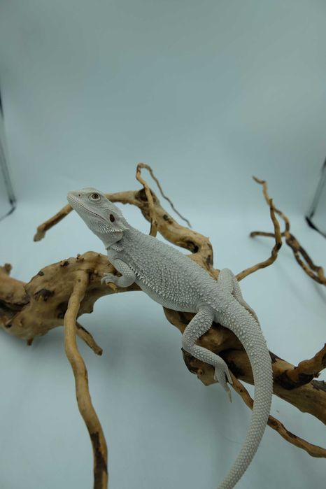 Agama brodata Gekon Jaszczurka dla początkującego zbożówka