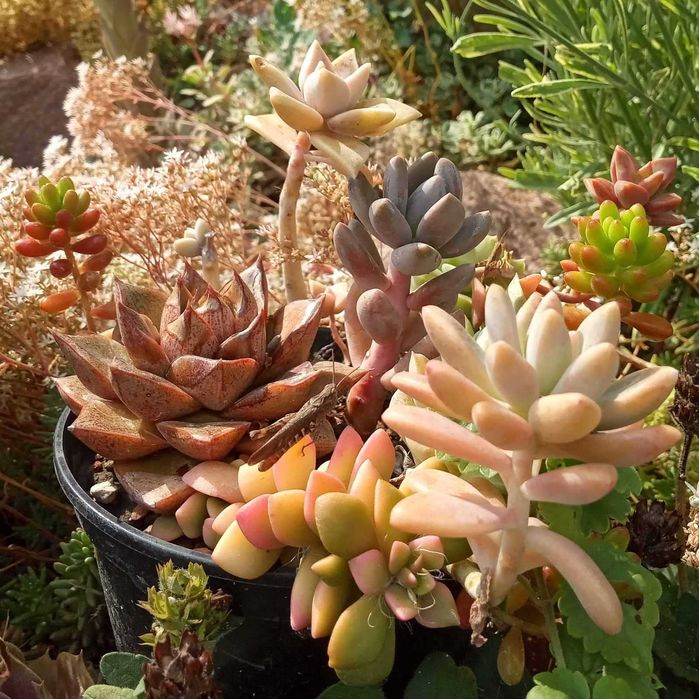 Кімнатні сукуленти (набір з декількох рослин)