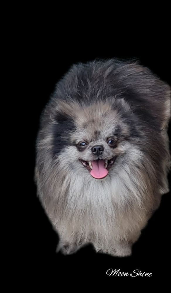 Szpic miniaturowy pomeranian samiec