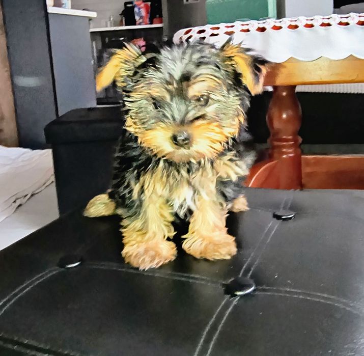 Szczeniak szuka domu