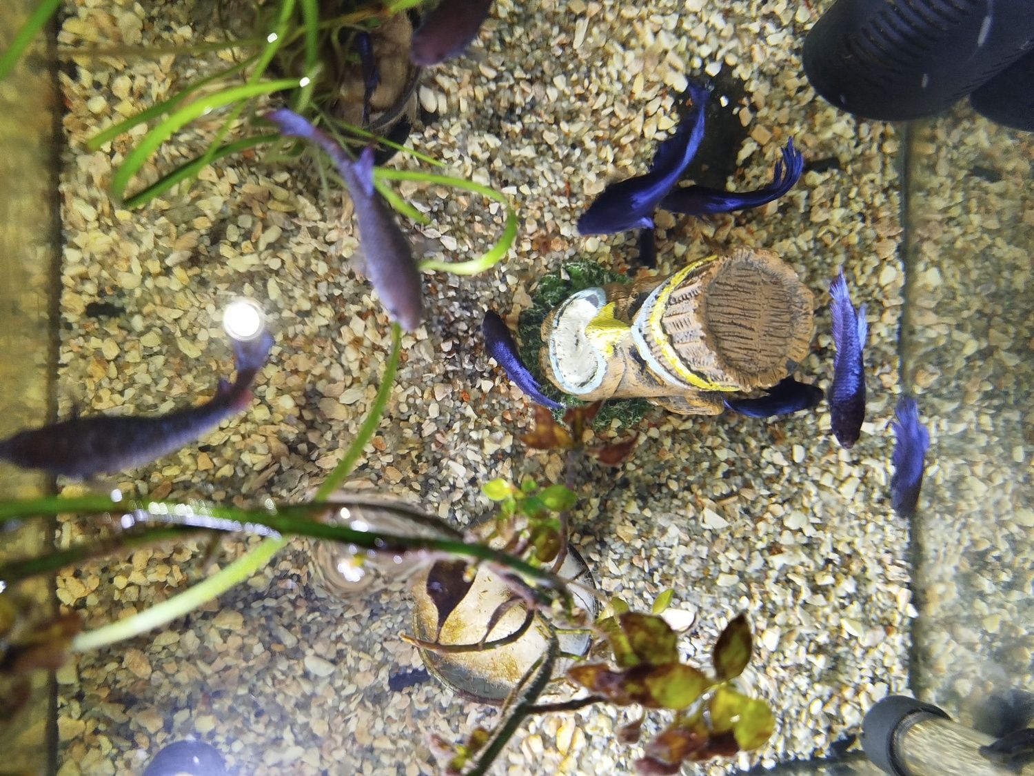 Vários bettas para venda criaçao própria