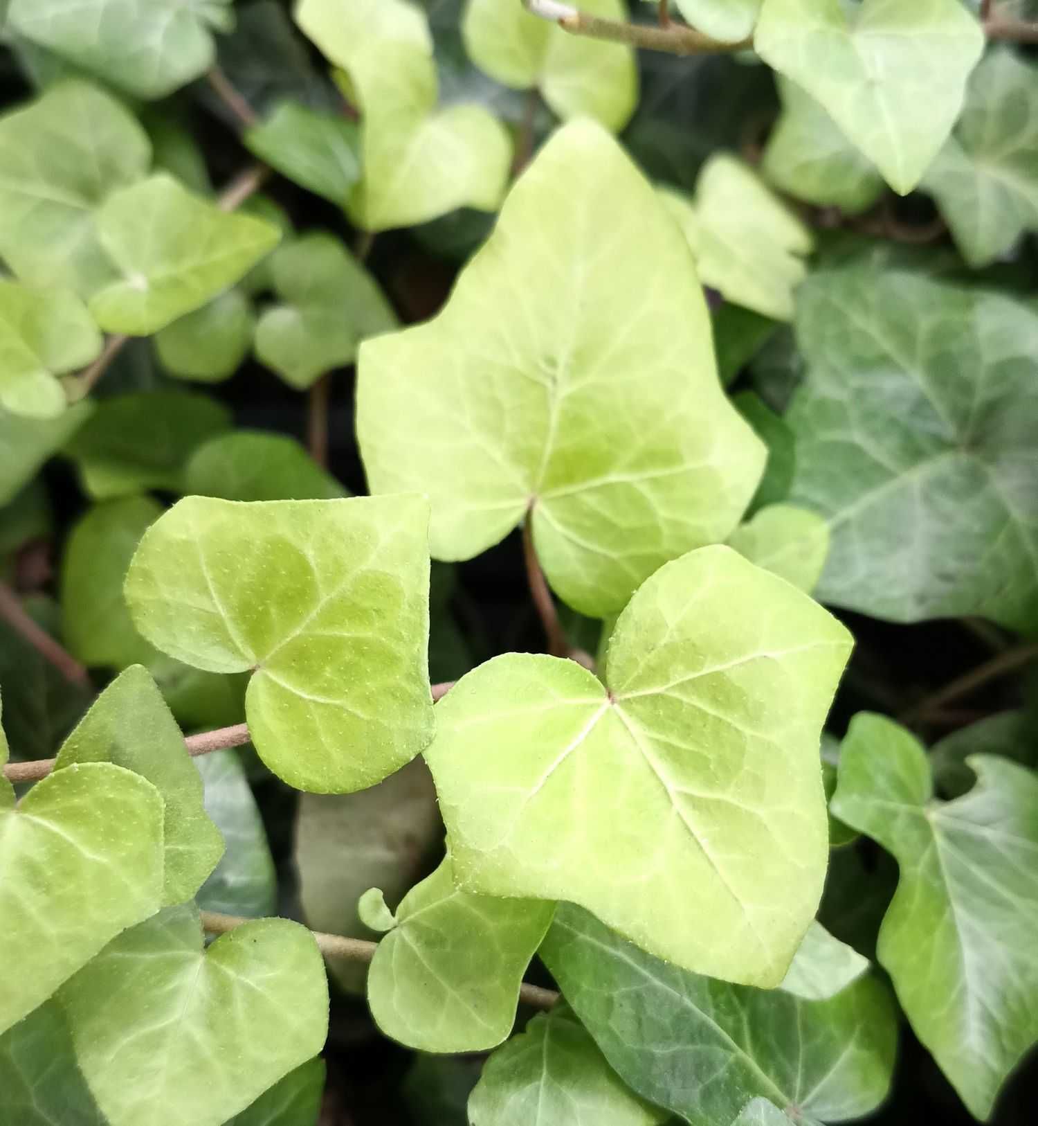 Bluszcz Pospolity 'Goldfinger' - Hedera Helix (25)
