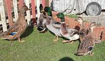 Aves Ornamentais Patos Reais