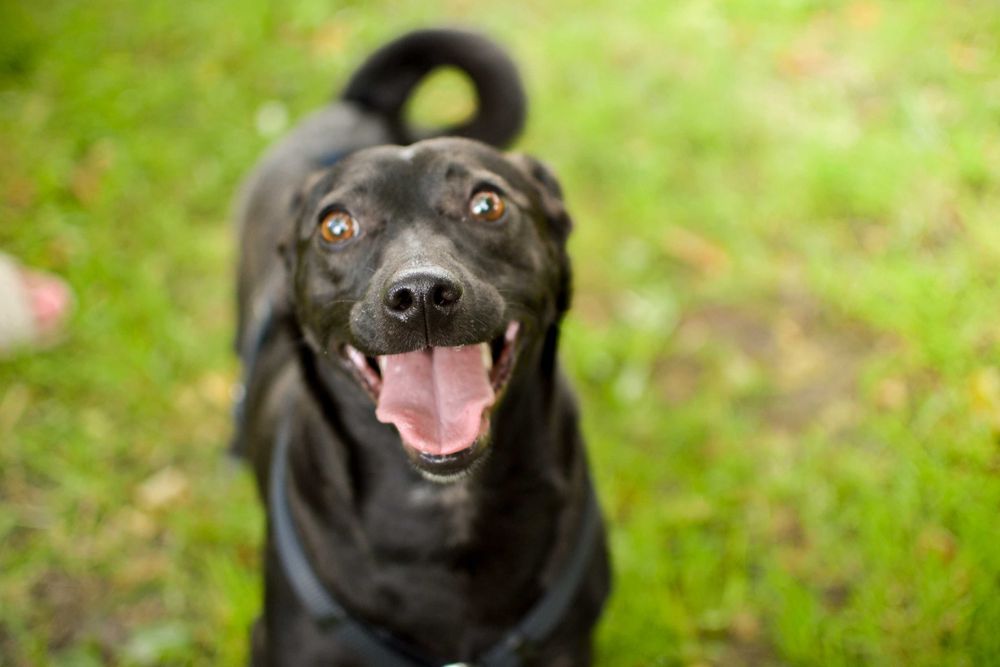 Fado – energiczny pies szuka domu pełnego miłości i zrozumienia!