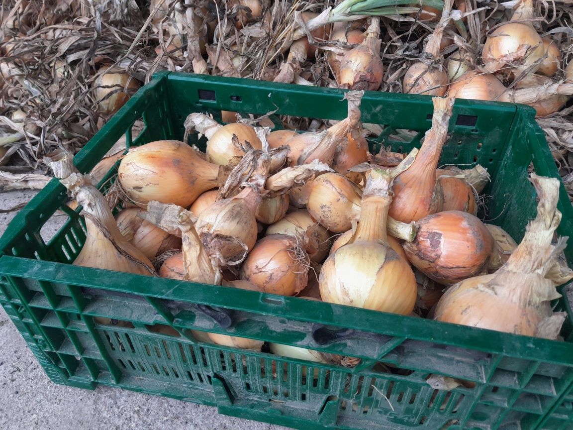 Cebula żółta czerwona