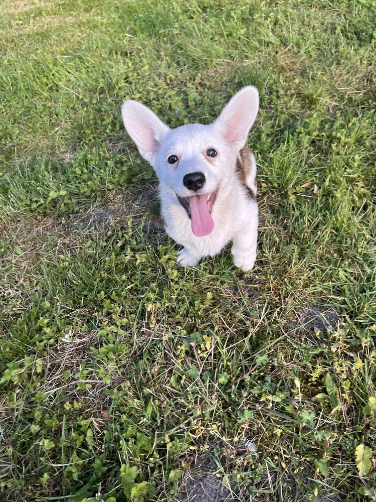 Welsh Corgi Cardigan - Astoria, białogłowa, pręgowana dziewczynka