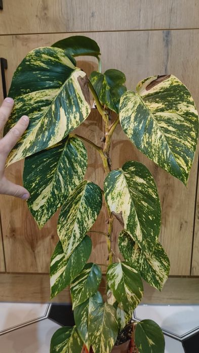 Epipremnum aurerum złociste