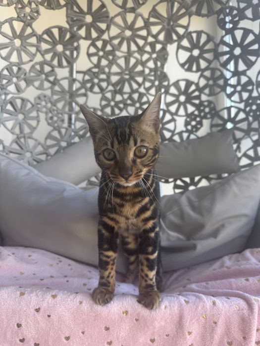 Бенгал для вязки хлопчик