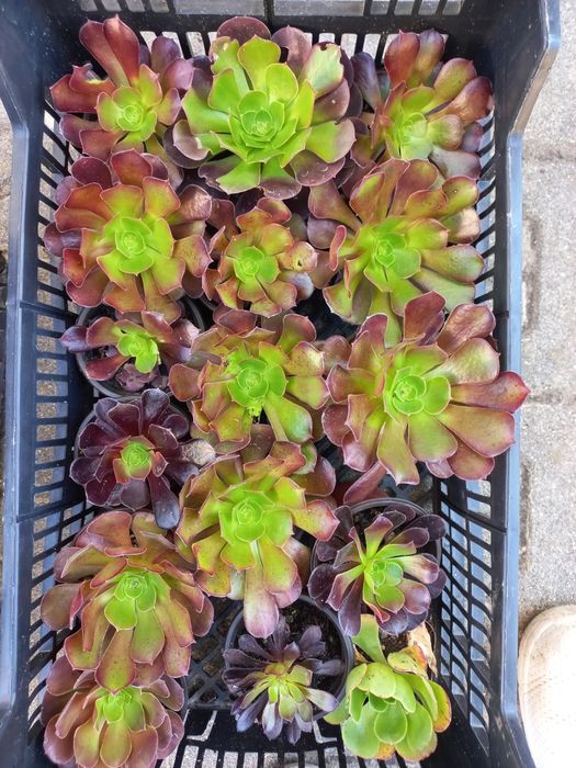 Plantas suculentas mini