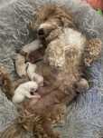 Maltipoo F2a w dobre rece