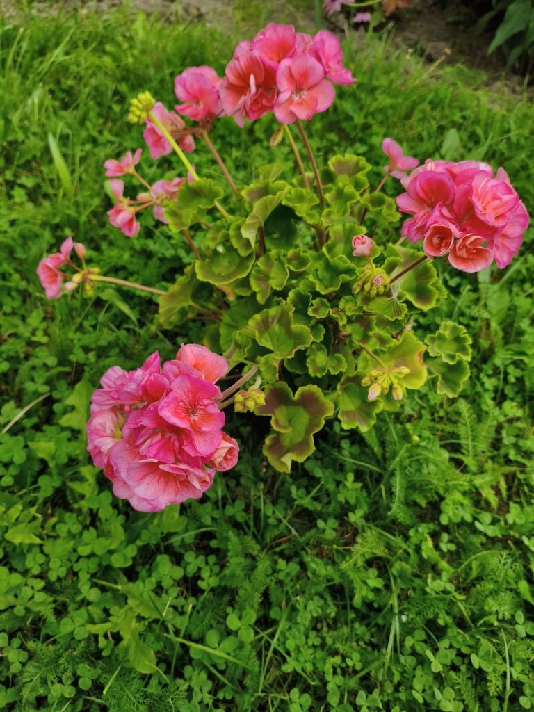 Pelargonia różowa kwitnąca+ wysyłka