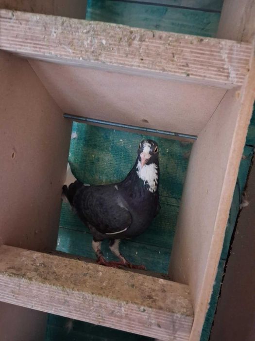 Samczyk Pocztowy 2025