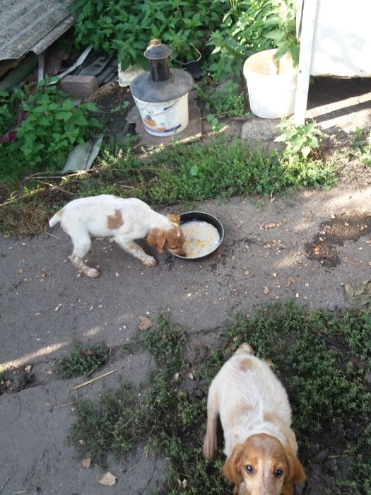 Продам  дорослу робочу лягаву Французьку спанієль