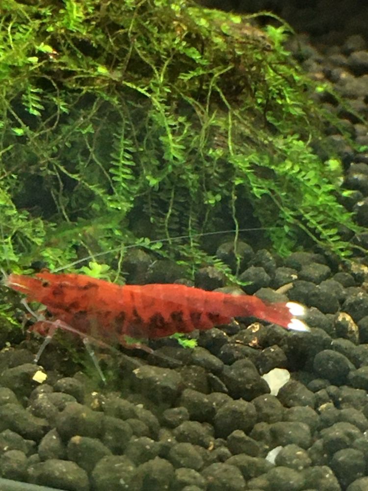 Krewetkicaridina red ruby