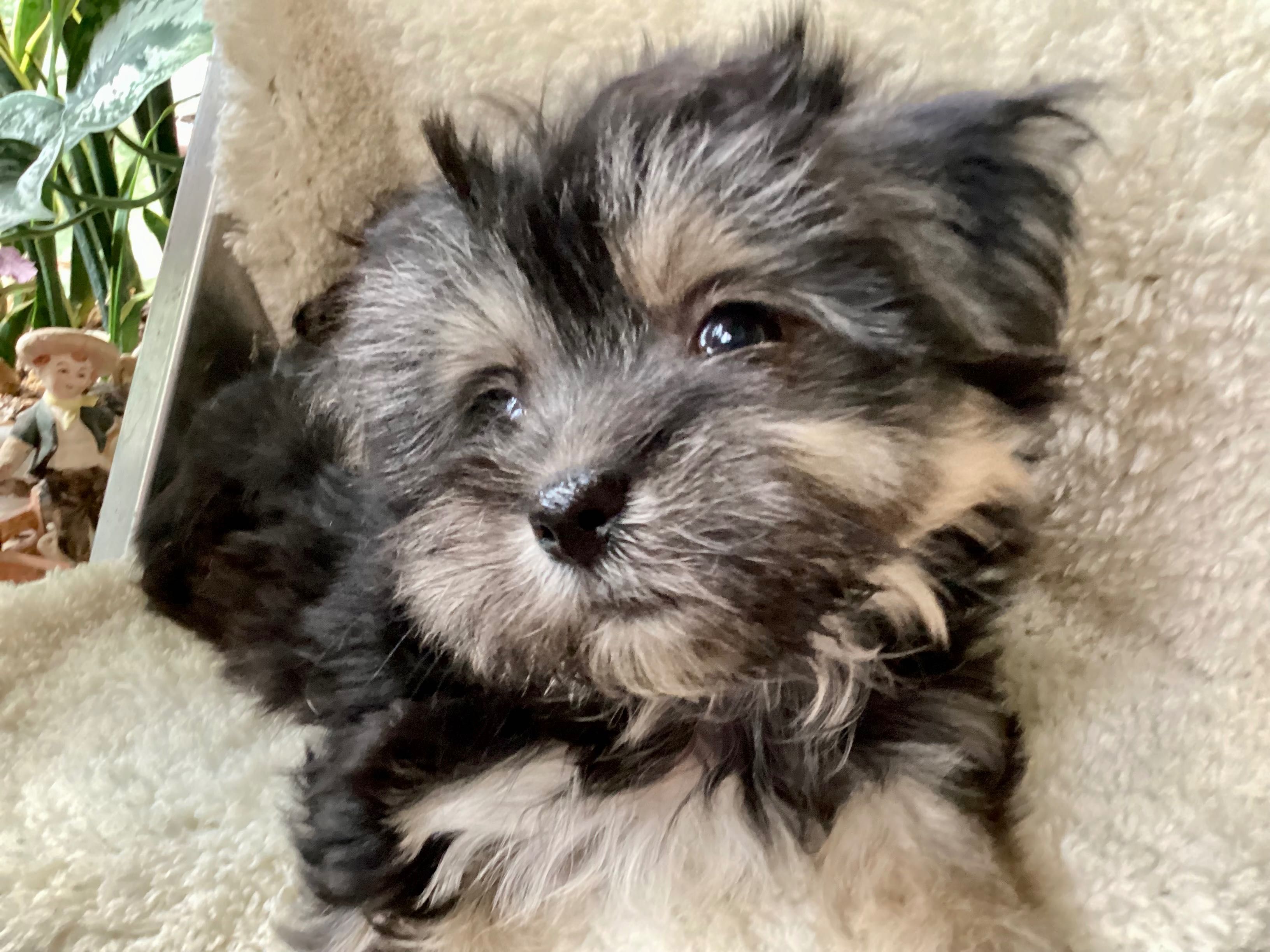 Цуценя дівчинка породи морки той Morkie
