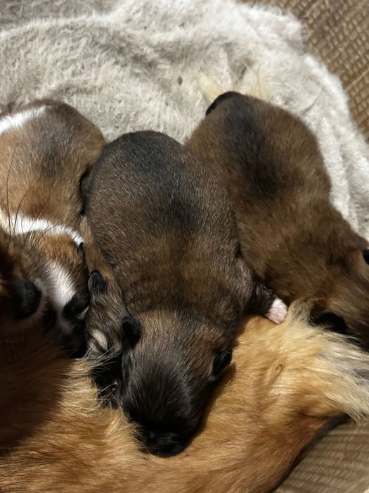 Пекінес цуцики / цуценята породи Пекінес