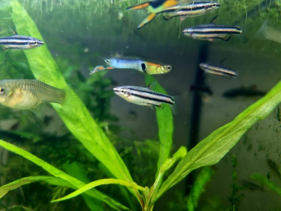 Drobnoustek marginatus/drobnoustek obrzeżony