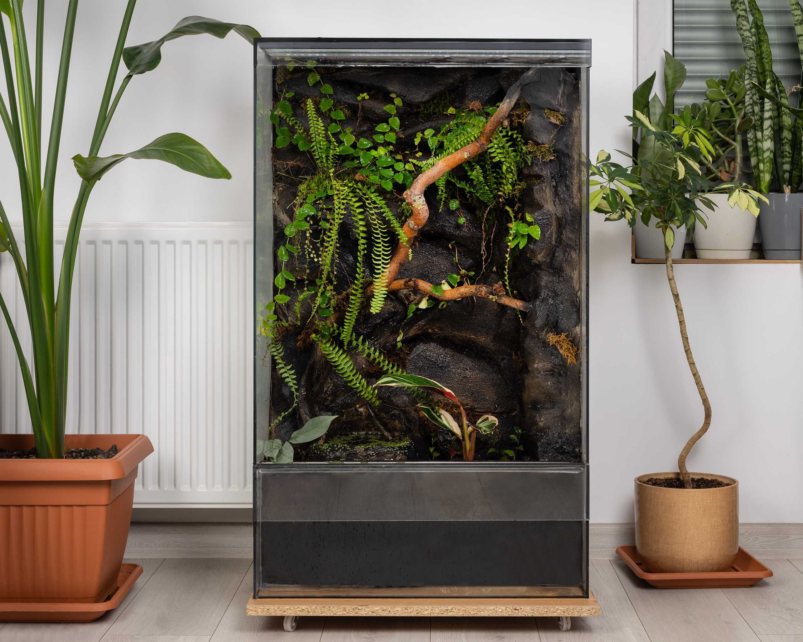 terrarium tropikalne 60x40x100 roślinne