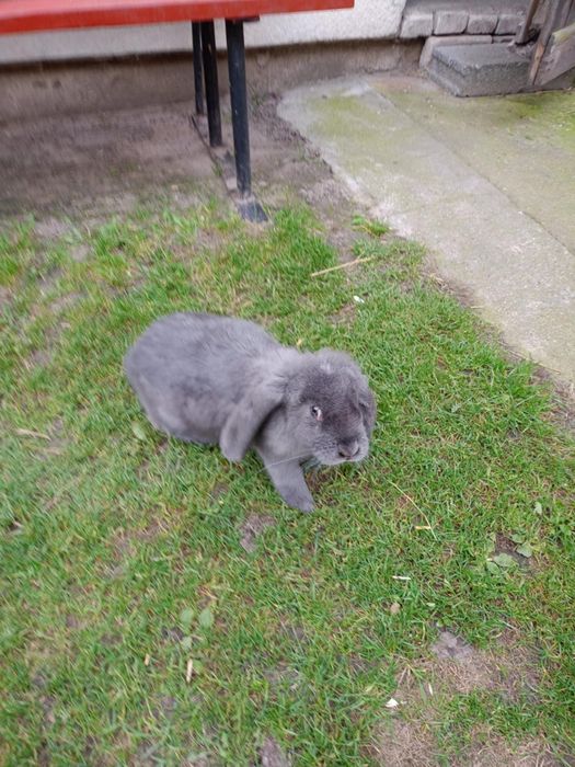 Samica francuski baran